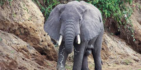 9-Day Western Uganda Wildlife Safari via Lake Bunyonyi