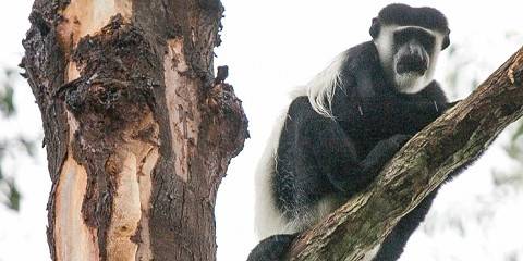 4-Day Gorilla and Chimpanzee Trekking in Uganda Midrange