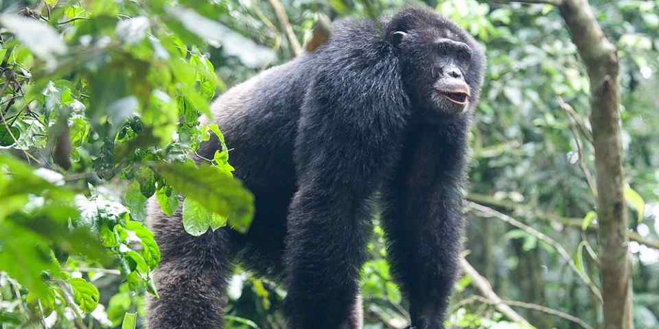 3-Day Gorilla Tracking Experience