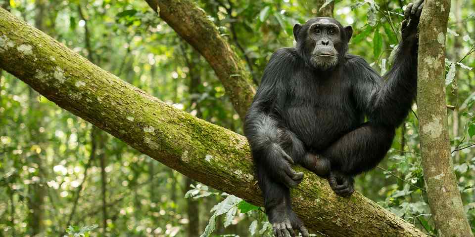 4-Day Big 5 Luxury Safari, Rhino & Chimpanzee Trekking