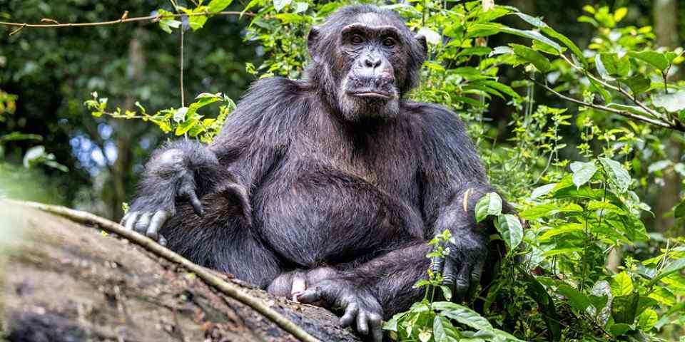 8-Day Uganda-Rwanda Primate Budget Safari