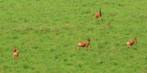 7-Day Victoria Falls & Chobe Explorer