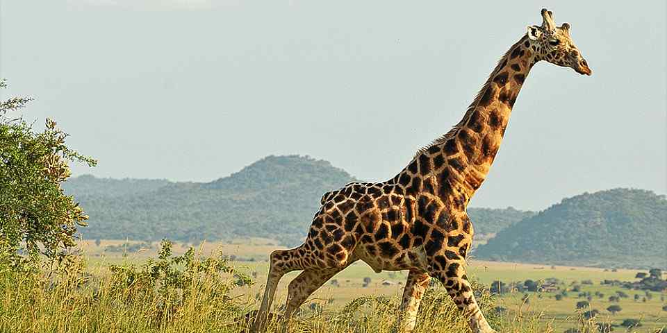 6-Day Kidepo and Murchison Falls Wilderness Tour