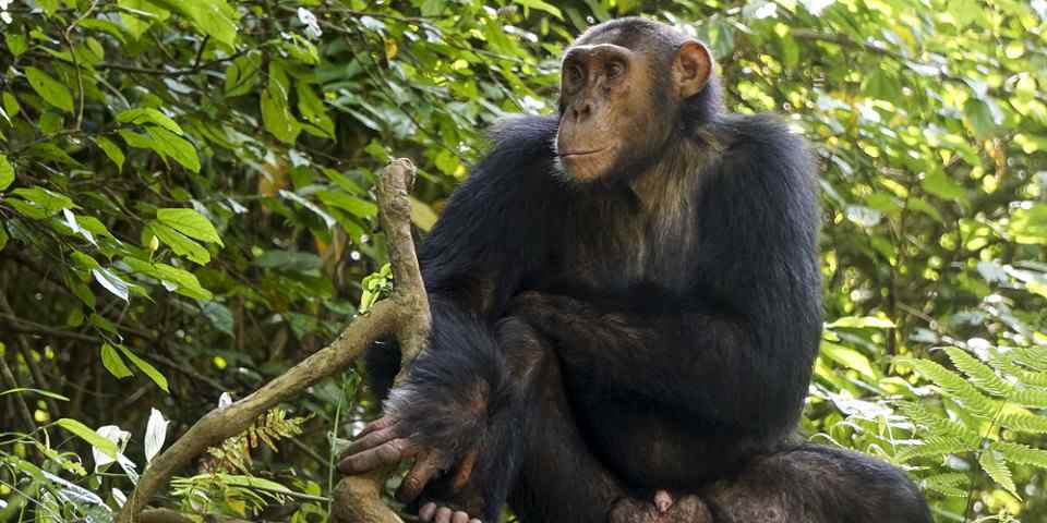7-Day Chimp Trek and Jinja Nile Safari