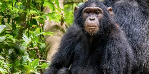 7-Day Uganda Primates Gorillas, Chimps & Golden Monkeys
