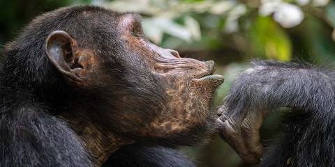 5-Day Uganda Gorilla and Chimpanzees Treks