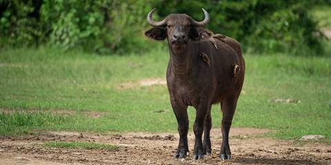 5-Day The True Africa Wildnerness Kidepo Valley N Park