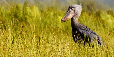 3-Day Mabamba Shoebill and Botanical Gardens Safari