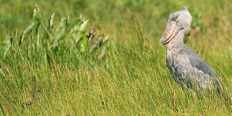 White Water Rafting & Shoebill Birdwatching Trip