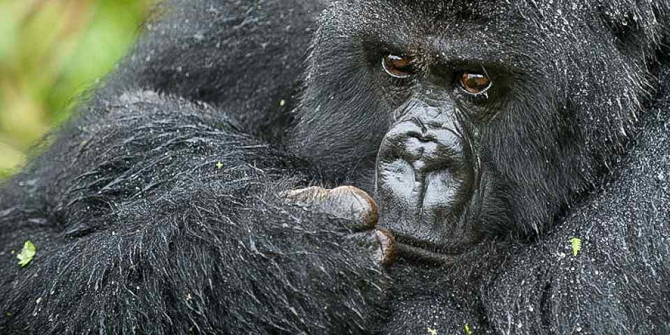 3-Day Gorilla Trekking in Bwindi & Community Batwa Walk