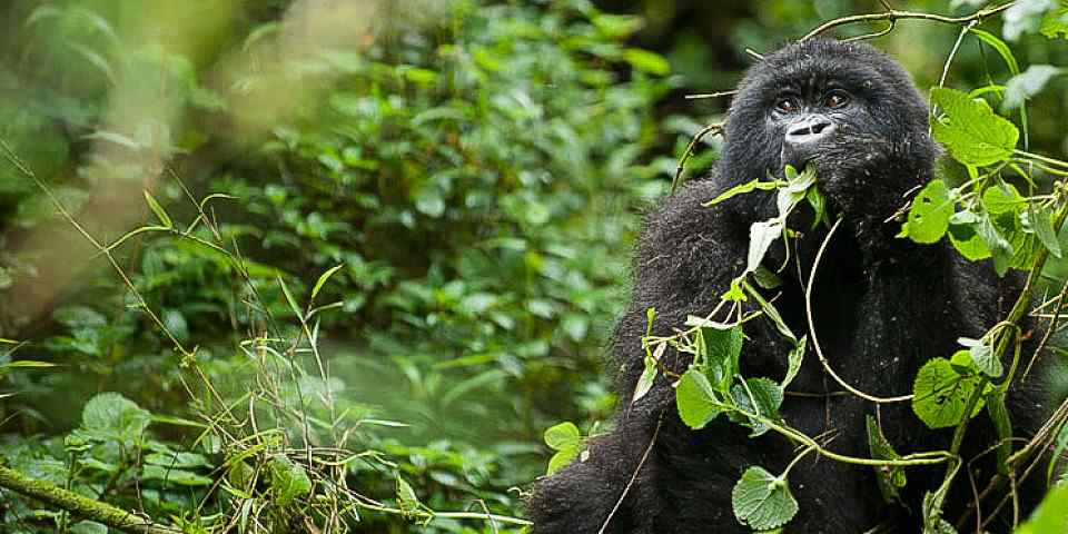 4-Day Uganda Gorilla Safari with Mahogany Springs Fly-in