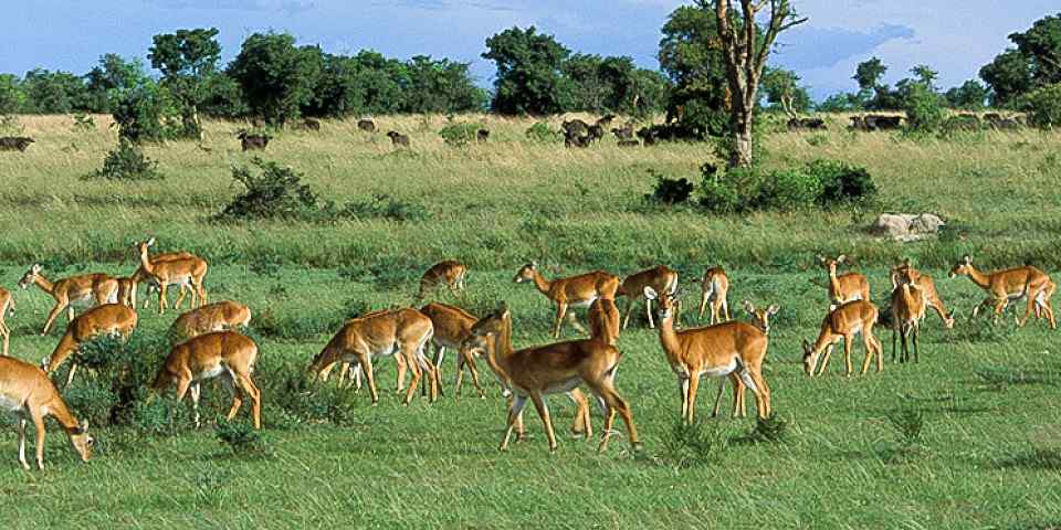 5-Day Queen Elizabeth NP, Bwindi NP and Lake Bunyonyi