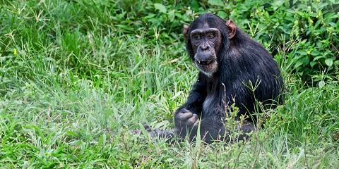 1-Day Chimpanzee Tour | Ngamba Island Sanctuary Trip