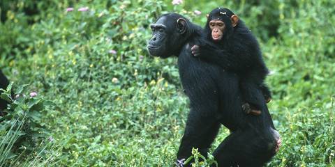 3-Day Gorillas and Chimpanzees at Kalinzu Forest