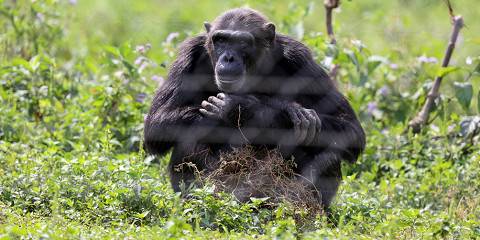 Gorilla Trekking in Uganda and African Big Five