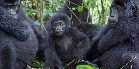 7-Day Uganda Wildlife and Apes Safari