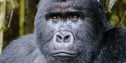5-Day Murchison Falls and Gorilla Trekking in Uganda