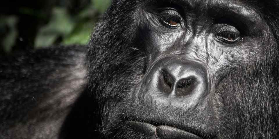 7-Day Classic Uganda Gorilla, Chimp Tracking, Wildlife