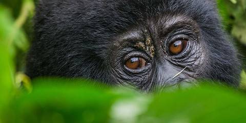 4-Day Bwindi Gorilla Trekking Through Kigali