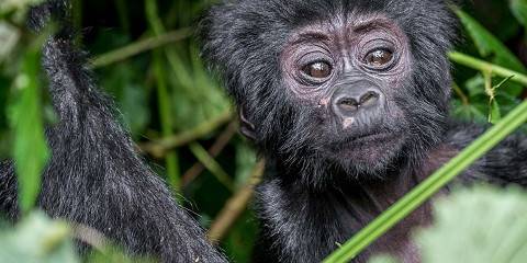 3-Day Fly-in Luxury Gorilla Tracking Bwindi NP