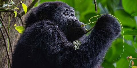 4-Day Gorillas and Chimp Trekking Safari in Uganda