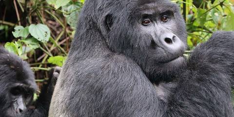 7-Day Uganda Mid-Range Safari Experience