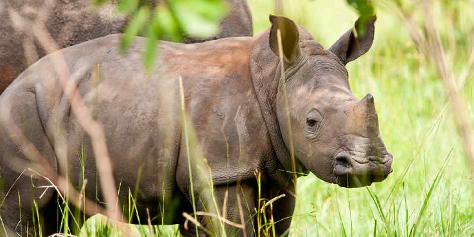 3-Day Murchison Falls Wildlife and Ziwa Rhino Tracking