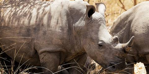 3-Day Murchison Falls National Park - the Best Ever