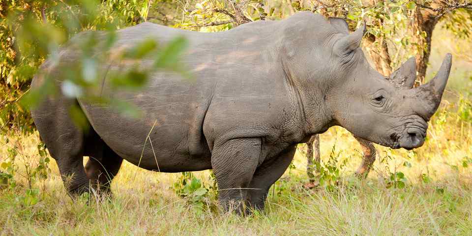 3-Day Safari Experience in Murchison Falls National Park