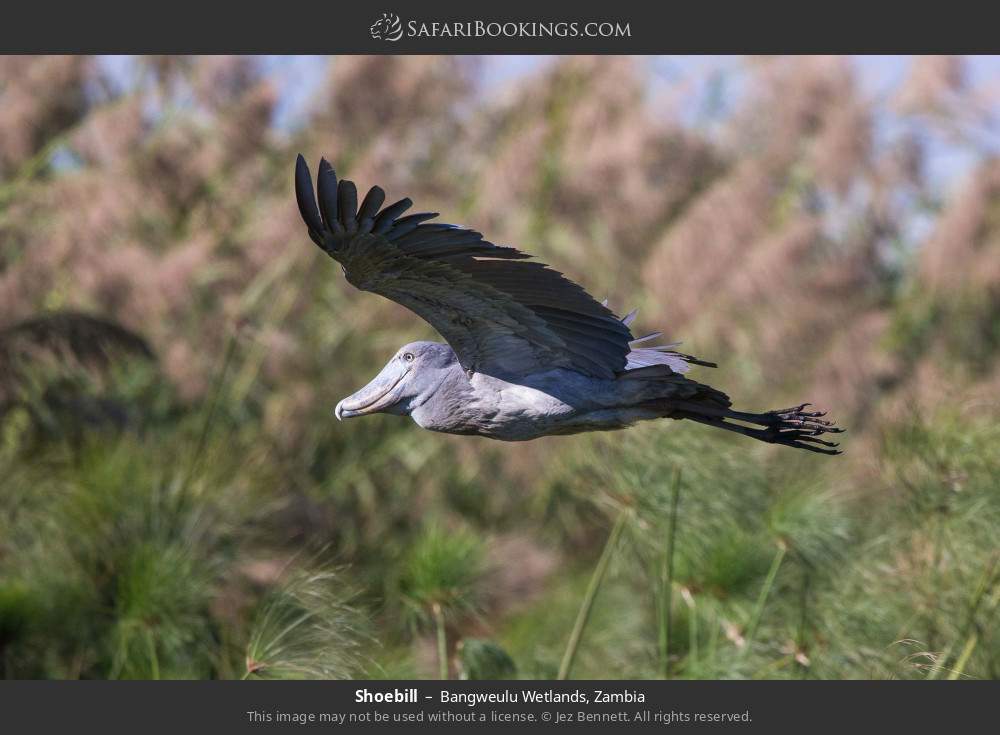 Shoebill in Bangweulu Wetlands, Zambia