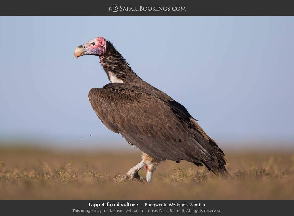 Lappet-faced vulture in Bangweulu Wetlands, Zambia
