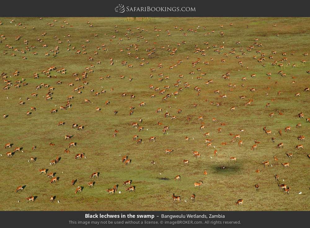 Black lechwes in the swamp in Bangweulu Wetlands, Zambia