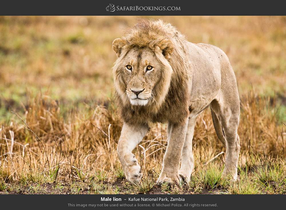 Male lion in Kafue National Park, Zambia
