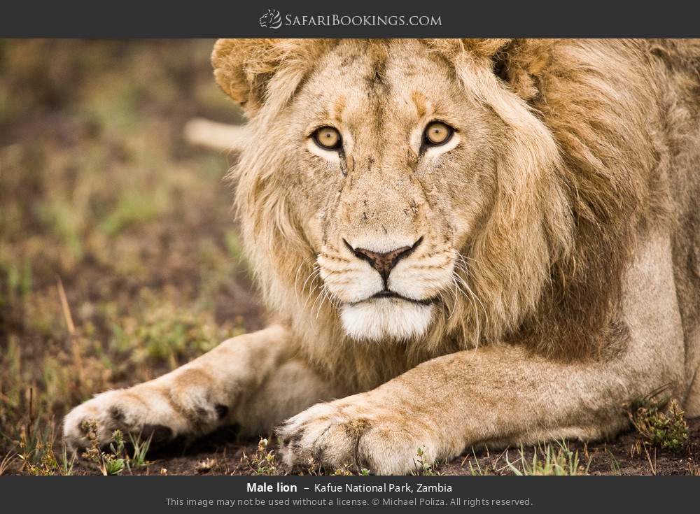 Male lion in Kafue National Park, Zambia