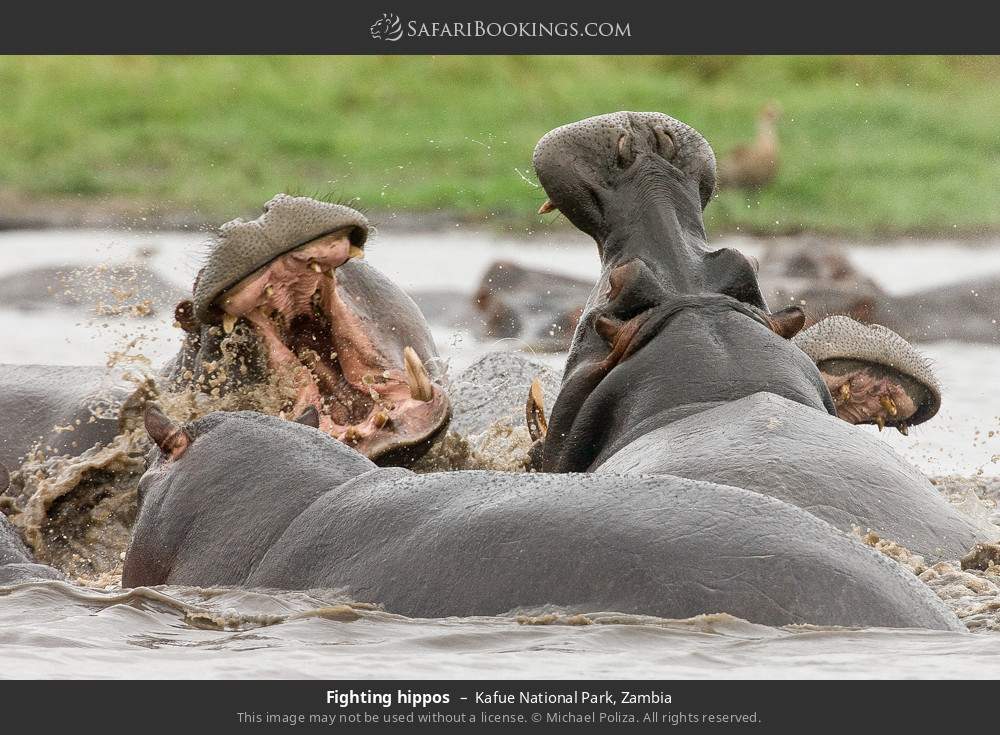 Fighting hippos in Kafue National Park, Zambia