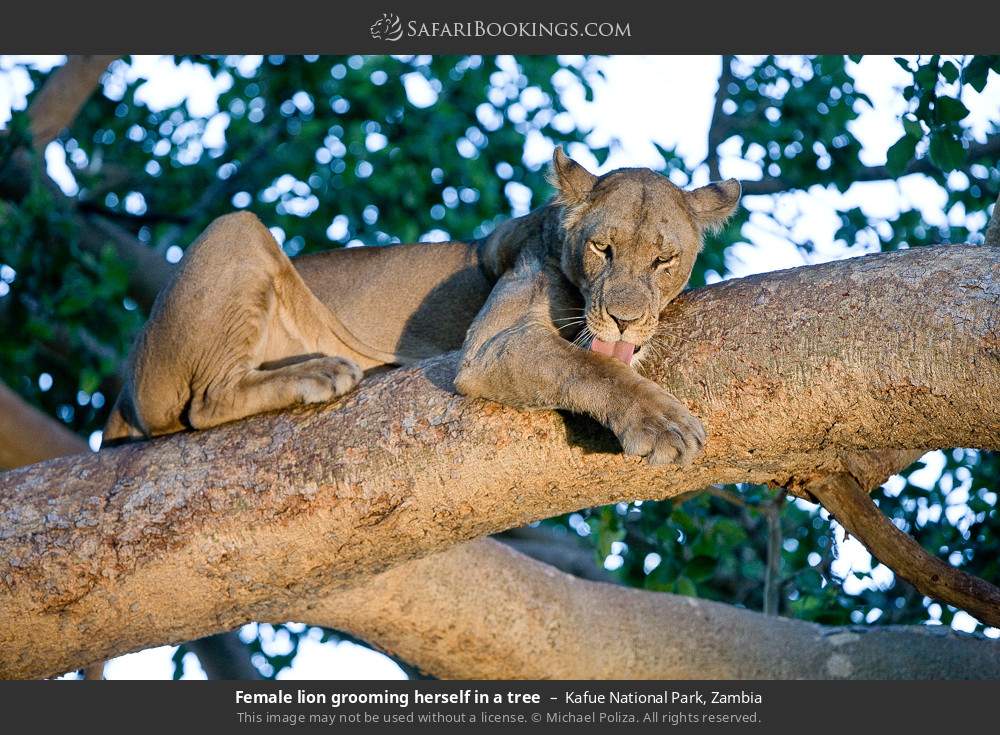 Female lion grooming herself in a tree in Kafue National Park, Zambia