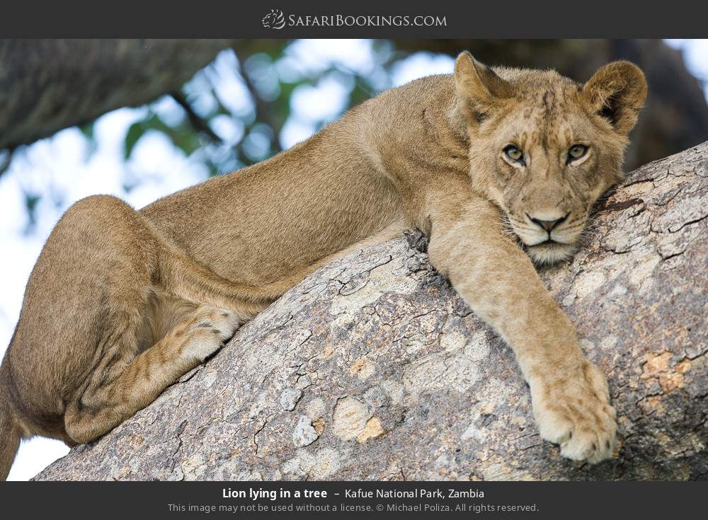 Lion lying in a tree in Kafue National Park, Zambia