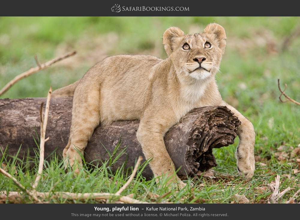Young, playful lion in Kafue National Park, Zambia