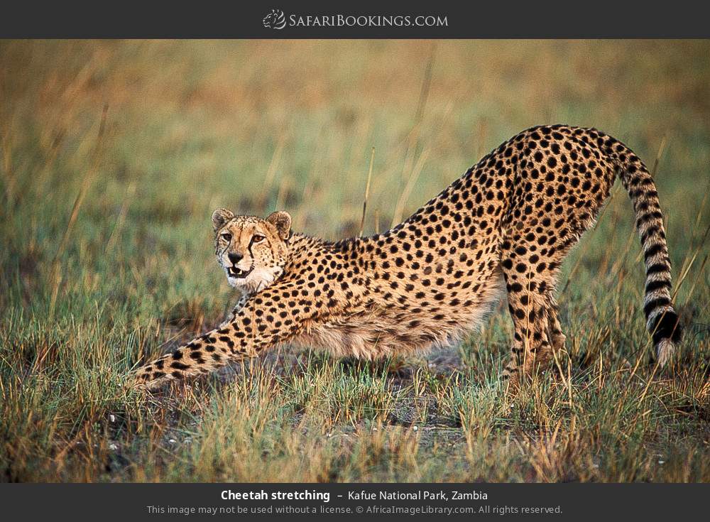 Cheetah stretching in Kafue National Park, Zambia