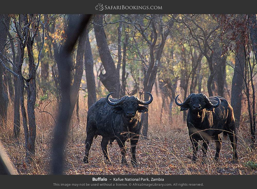 Buffalo in Kafue National Park, Zambia