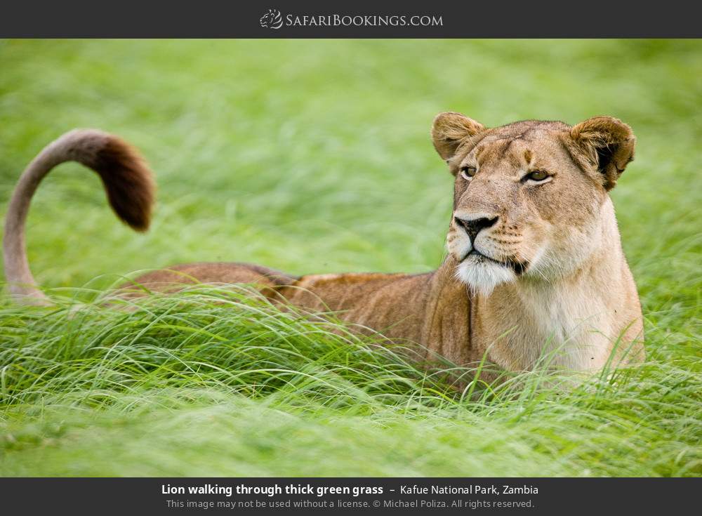 Lion walking through thick green grass in Kafue National Park, Zambia