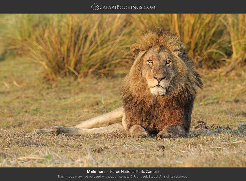 Male lion in Kafue National Park, Zambia