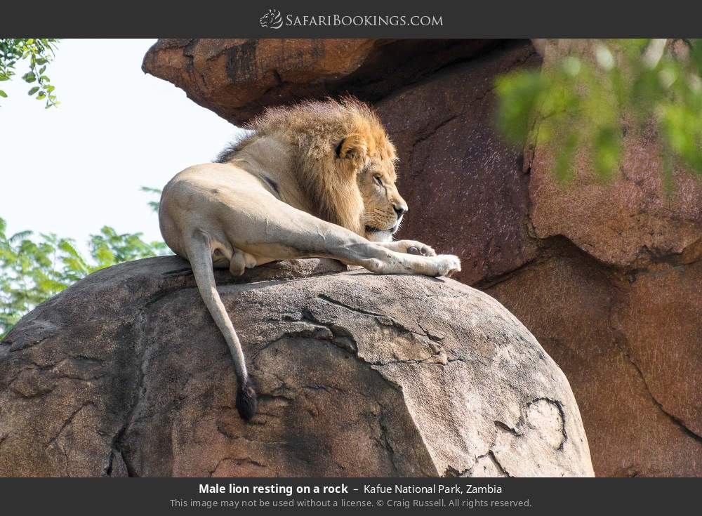 Male lion resting on a rock in Kafue National Park, Zambia