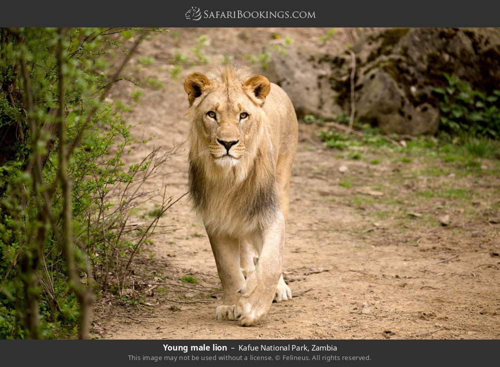 Young male lion in Kafue National Park, Zambia