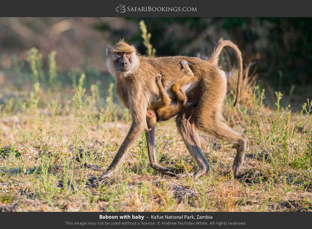 Baboon with baby in Kafue National Park, Zambia