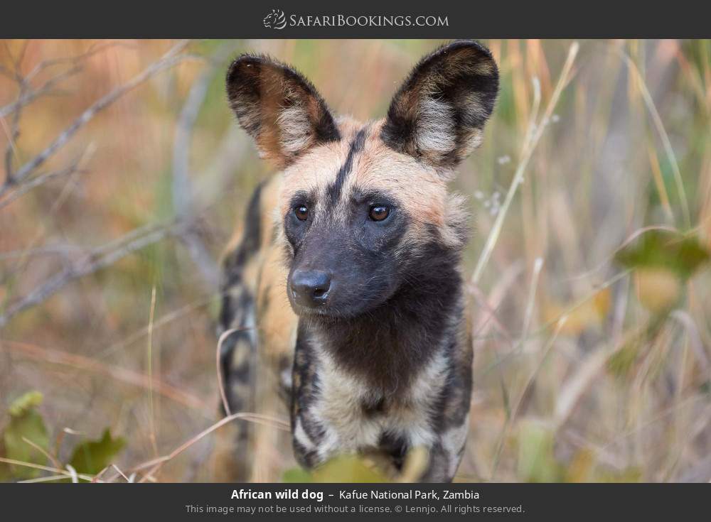 African wild dog in Kafue National Park, Zambia