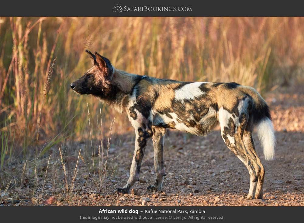 African wild dog in Kafue National Park, Zambia