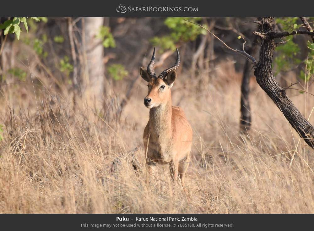 Puku in Kafue National Park, Zambia