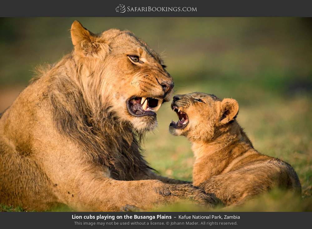 Lion cubs playing on the Busanga Plains in Kafue National Park, Zambia