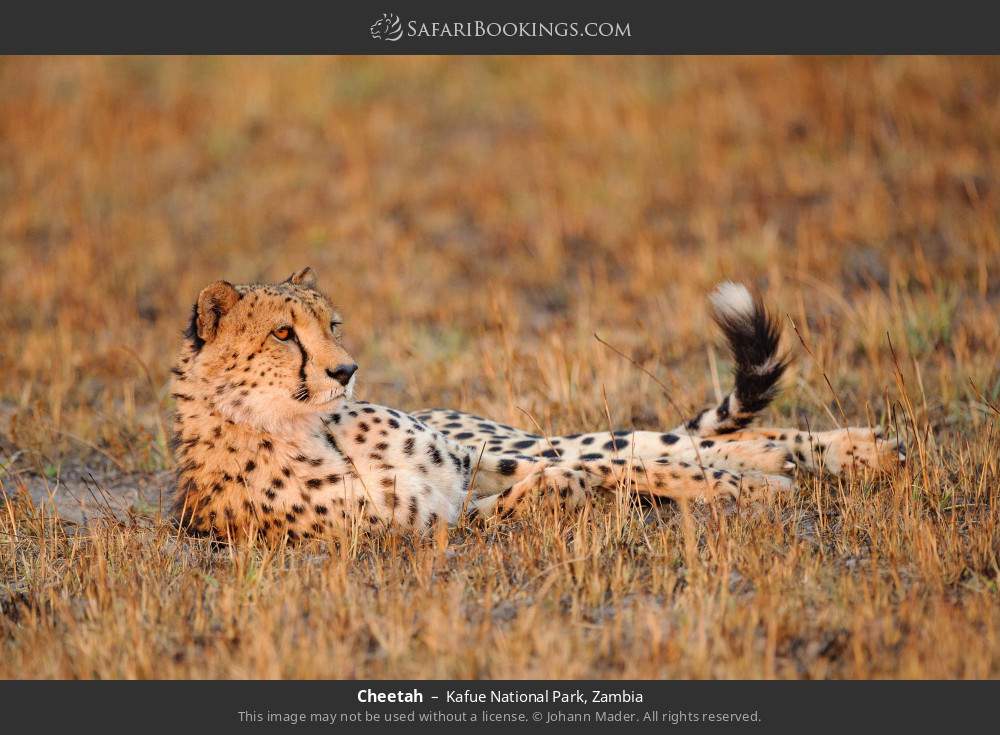 Cheetah in Kafue National Park, Zambia